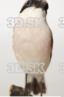 Red-backed Shrike - Lanius Collurio 0034